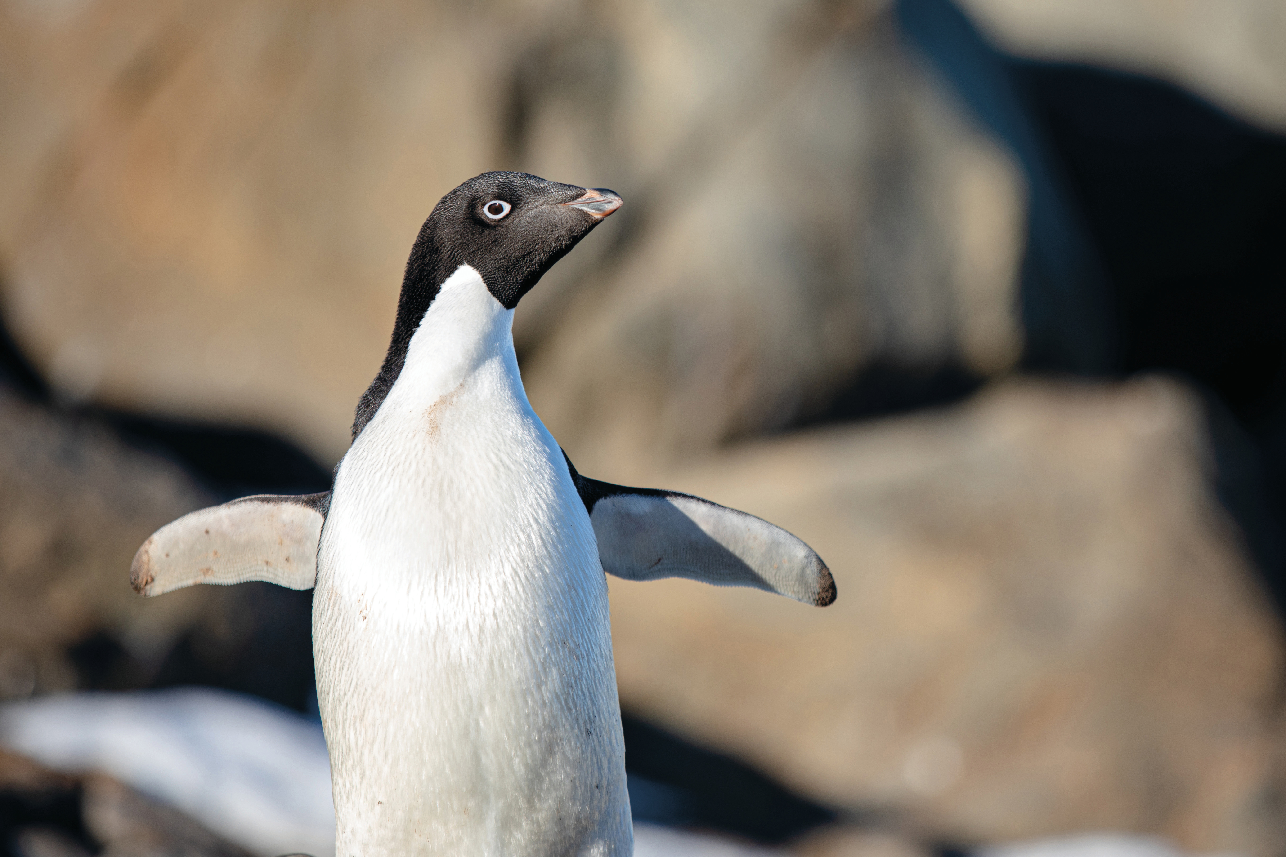 Scenic Eclipse Excursions Penguins 6.jpeg